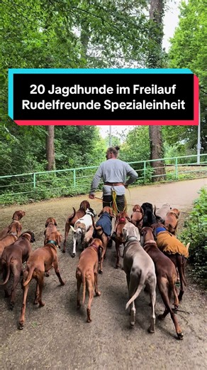 Vizslas im Freilauf: 20 Jagdhunde genießen Freiheit