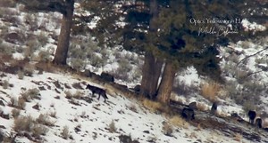 Today marks the 31st Anniversary of the reintroduction of the gray wolf to Yellowstone National Park ￼ RENDEZVOUS Author : Betsy Downey Remembering all our wolves, past and present. 0n January 12, 1995 the first wolf paw hit the ground in Yellowstone National Park RENDEZVOUS On a certain January night, as the full moon rises over the northern range and the temperature inches toward zero, baritone howls shatter winter’s silence. Invisible wolf voices, come from all around-- from Chalcedony, Ameth