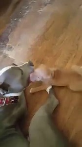 76K views · 985 reactions | Happy time. Love this video Inbox us your best video Sent by fans | Pit Bull Lovers | Facebook