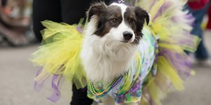 Nigeria Dog Festival – level 3 - News in Levels