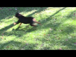 Wiley Coyote meets the Boss