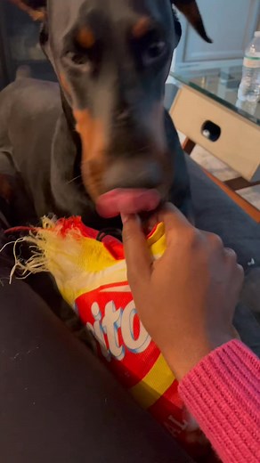 That lil bite at the end😭 #doberman #dogs #dogslife #doggo #dog #doggy #doggle #dogsofinstagram #dogreels #fblifestyle | The Dobie Team