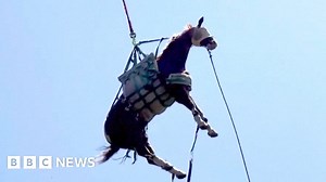 Watch: Injured horse flown to California hospital