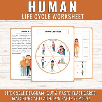 Human Life Cycle Stages: Diagram Cut Paste, Matching Activities & Fun Facts