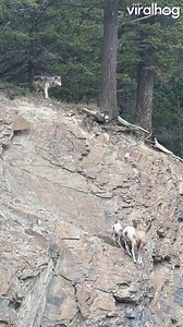 967K views · 5.1K reactions | Bighorn sheep find a safe spot on the cliff face, where a lone wolf just can’t reach them  #Nature #Wolves #BanffNationalPark #ViralHog | ViralHog | Facebook