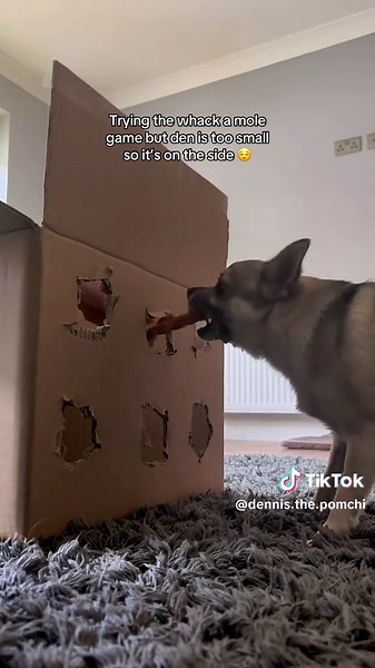 Grandes perros jugando a whack-a-mole