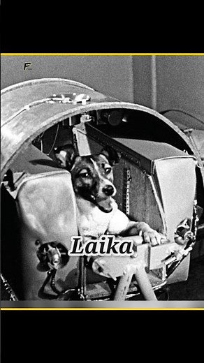 The first dog sent into space 🥺🤯