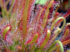 Drosera - Alchetron, The Free Social Encyclopedia