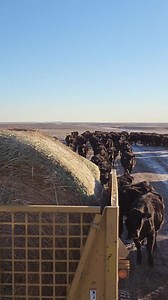 Leading some of the cows home. I don't think 2 bales is enough. #beef #cows #calves #cowboys #ranching #cow #ranch #cattle | 1HandnFarming