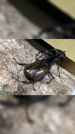 Epic Insect Battle: Uwang vs Beetle