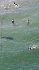 Big dark shadow turns around to follow a person swimming along the beach in Florida. It's probably a good thing the guy didn't see the large shadow beneath him or he might have panicked even though it was just a friendly manatee. #nature #beach #tbt #animals #sea #explore | See Through Canoe