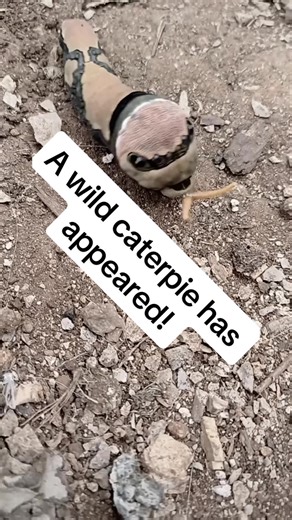 A wild Caterpie has appeared! #swallowtailcaterpillar #pokemon #caterpie #weird