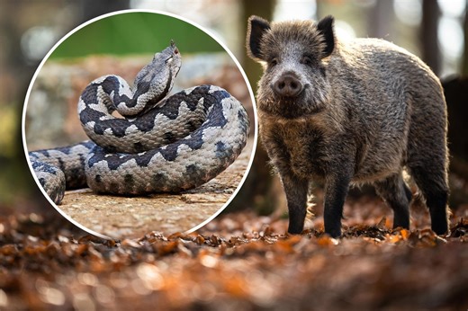 Śmiertelnie groźne zwierzęta w Polsce. Nie musisz jechać w tropiki, by je spotkać