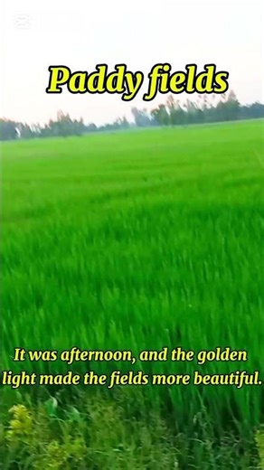Paddy field_English story