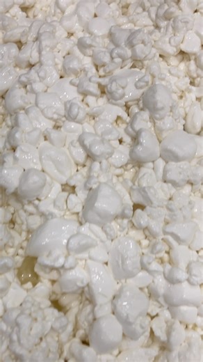 How the cheese making process begins! First, the milk is pasteurized to make it safe and ready for cheesemaking. Next, rennet and cultures are added, and the mixture is left to set for about 30 minutes. Once set, the curd is carefully cut to begin separating the solids from the liquid. The curds are then allowed to rest for another 10 minutes. After resting, the curds are stirred, giving the cultures time to mature and develop flavor. When the curds reach the proper temperature and pH, they are 