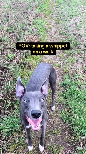 Walking a 9-Month-Old Whippet: What to Expect