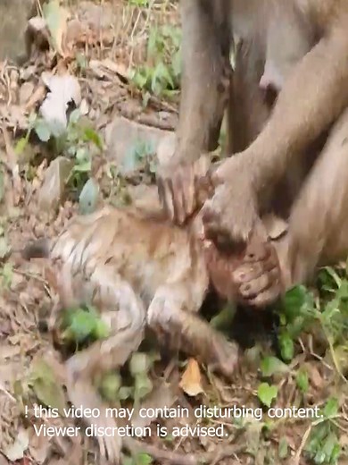 Troubling Encounter: Leo's Unexpected Attack by Libby (Monkey Videos)