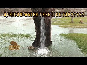 Can a Tree Really Be a Well? The African Baobab Mystery