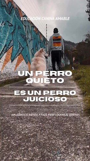 Cómo enseñar a tu perro a quedarse quieto