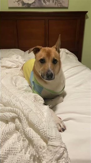 He own my bed #funny #puppy #adoreble #doggielife #puppy #pets #dog #dogs #doglove