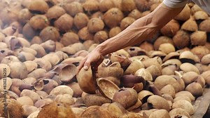 Traditional farmer smoke drying coconut meat on rack for copra production, authentic farming methods