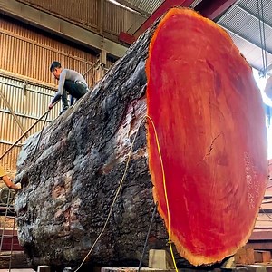 56K views · 791 reactions | Sawing A Giant Thousand-Year-Old Super Tree | Free Footsteps | Facebook