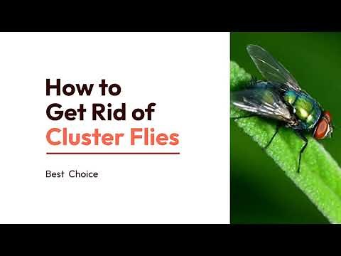 How to Get Rid of Cluster Flies | 7 Easy Methods | Best choices