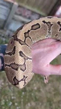 Amazing Ball Pythons In Natural Light!