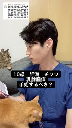 10歳のチワワの乳腺腫瘍について知っておくべきこと