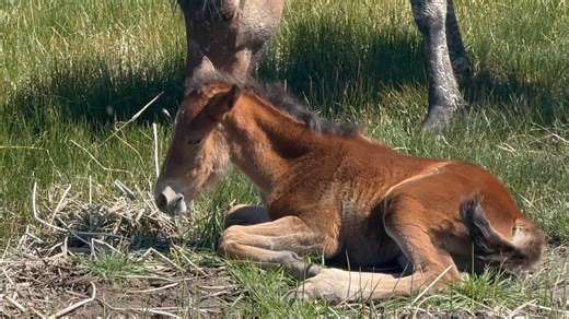 35K views · 1.3K reactions | Check out the majestic wild horses roaming the shores of Washoe Lake in this video from a few weeks ago. So beautiful to see! Enjoy the views! | Adventures With Jeff Martinez | Facebook