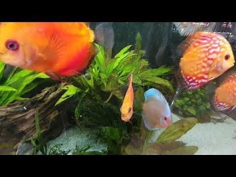 Diskusfische für das Aquarium | Haltung, Pflege, Zucht, Ernährung