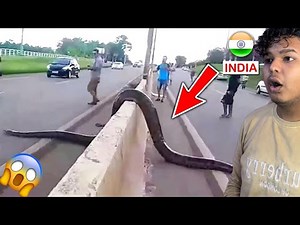 Top 10 Biggest Snakes In The World 🌍 😱