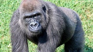 OKC Zoo's Gorilla Rubi receives first dose of animal COVID-19 vaccine