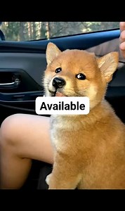 20K views · 213 reactions | Beautiful Shiba inu puppies for adoption | Shiba inu puppies for adoption | Facebook