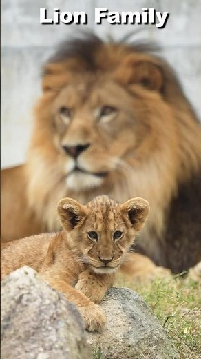 はじめまして赤ちゃんライオン家族の紹介 #Lion #shorts #のんほいパーク