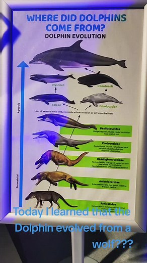 Today I learned that the Dolphin evolved from a wolf-like mammal. #todayilearned #Dolphin #evolution #wolf #wolflike #mammal #evolved #wtf #wth #whale #dinosaur #FYP