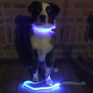 34K views · 537 reactions | Over 6,000,000 Dogs And Cats Were Killed On USA Roads Last Year! Paw Prime Is Changing The Way We Walk Our Dogs!  FREE For The First 100 Customers Today! Just Pay Shipping! Share & Tag A Friend Who Would Love This For There Night Walks! Click The Link Below! GET YOURS >>pawprime.com/products/led-dog-collar GET YOURS >>pawprime.com/products/led-dog-collar | Dog Love | Facebook
