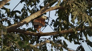 The black collared hawk, Busarellus nigricollis, is a species of bird of prey native to the wetlands of the Pantanal swamp in Brazil, South America.