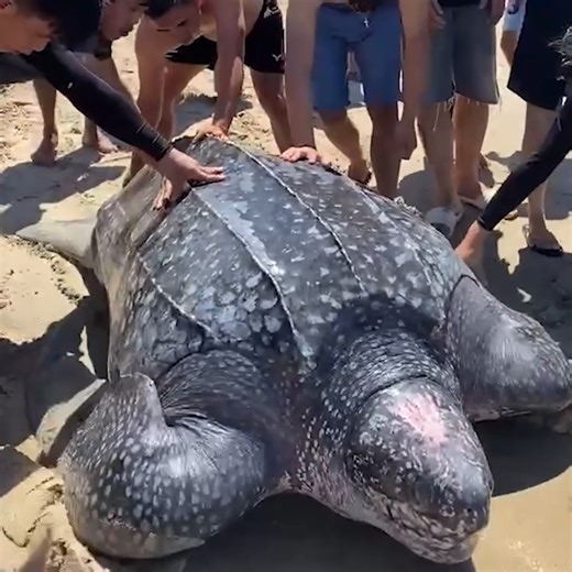 26K views · 788 reactions | Helping this leatherback turtle return to its natural habitat in the ocean | Animal Stories | Facebook