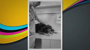 Common Causes of Swollen Ear Flap in Dogs