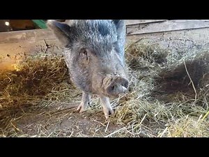 RRWR - Pot belly pig sounds