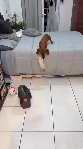 3.3M views · 56K reactions | Best friend forever 殺 | Dachshund Lovers | Facebook