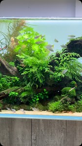 8.3K views · 1.9K reactions | African themed Nature Aquarium 150cm,...