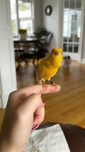 27K views · 1.1K reactions | happy to see the canary chirping ‌- ‌#yellowcanary #Canáriocolor #kanarek #canarie #Canárias #الكناري #birds #カナリア鳥 #Канария #kanarya #cazacanario #ক্যানারি #कैनरी | Fabio Canavarro | Facebook