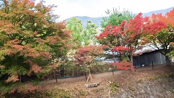 河口湖紅葉祭りいつ？【2024】紅葉回廊ライトアップや見頃や混雑とライブカメラとアクセスに駐車場など詳細はコチラ