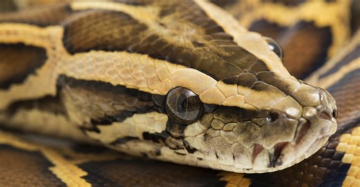 Jak je možné, že krajty stráví celou svou kořist i s kostmi? Důkladný výzkum tomu přišel na kloub