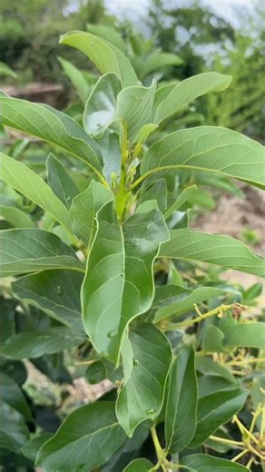 📌 DISINFECT AND REDUCE INFLAMMATION IN YOUR BODY WITH AVOCADO LEAF! 🥑🛡️