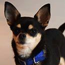 We find that all of our Battersea dogs have their own, unique approach to unwrapping their Christmas presents... 😂🎁 How does your dog open their gifts? | Battersea