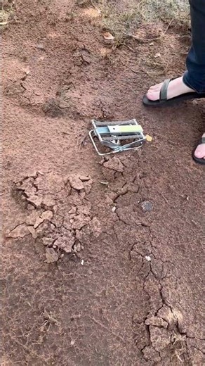 The best mole traps that actually work