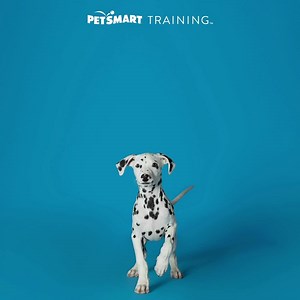 16 reactions | Build a bond with your puppy & help them start off on the right paw with PetSmart Training! | PetSmart | Facebook